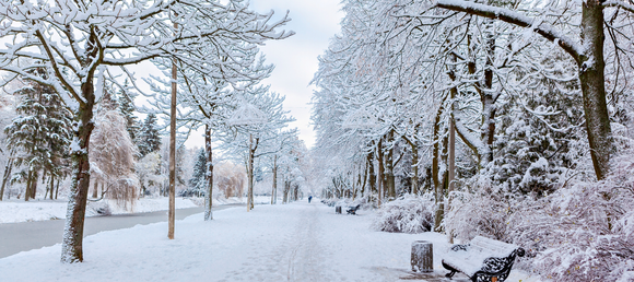 Snow-covered park with frosted trees lining a pathway. An empty bench sits to the right, creating a serene, tranquil winter scene under a pale sky.